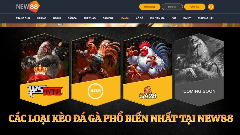 Các loại kèo đá gà NEW88 phổ biến cho người chơi đặt cược